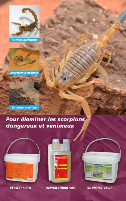 scorpions