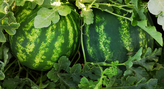 irrigation_produit