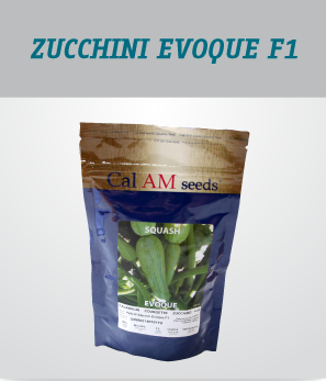 irrigation_produit