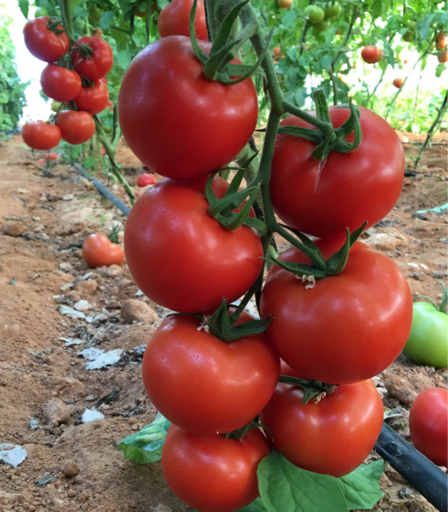 irrigation_produit